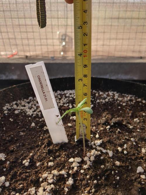 Cinderella Auto. Week 1