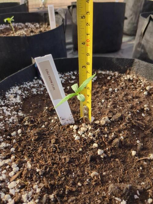 Californian Snow Auto. Week 1