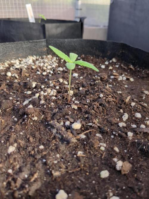 Californian Snow Auto. Week 1