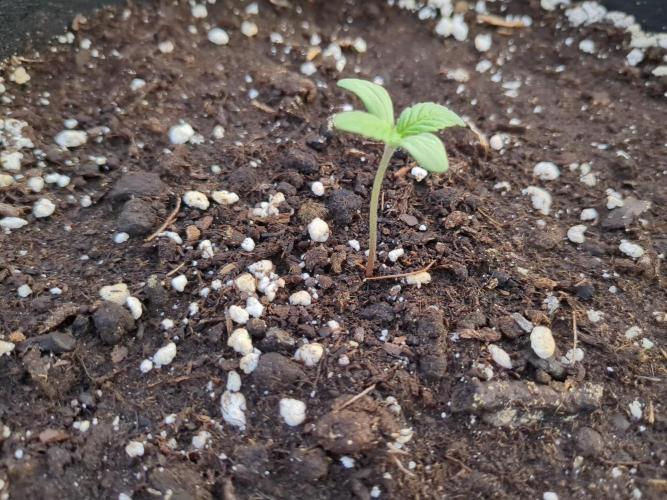 Californian Snow Auto. Week 1