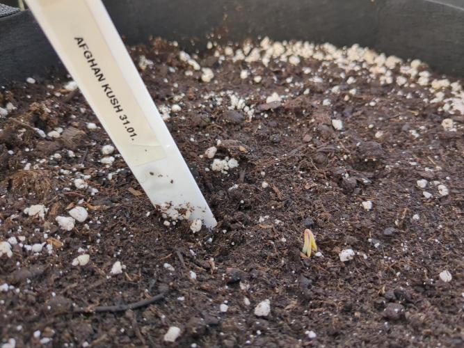 Afghan Kush Auto. Week 0