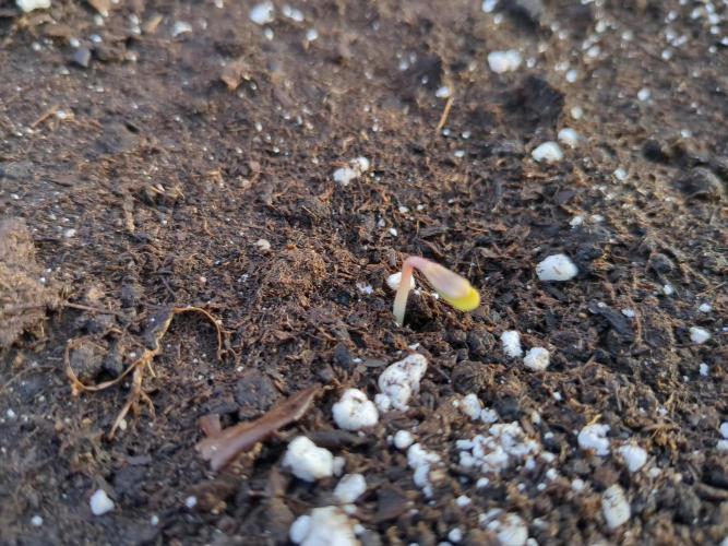 Afghan Kush Auto. Week 0