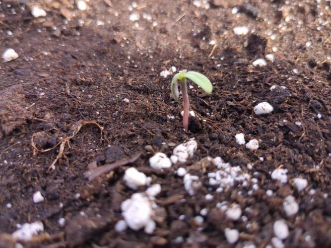 Afghan Kush Auto. Week 0