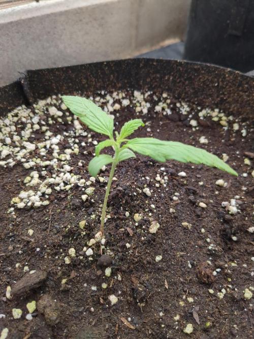 Jack Herer Auto. Week 2