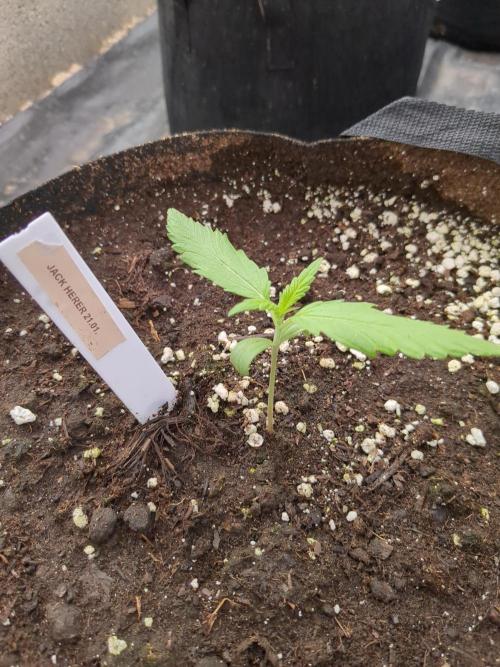 Jack Herer Auto. Week 2