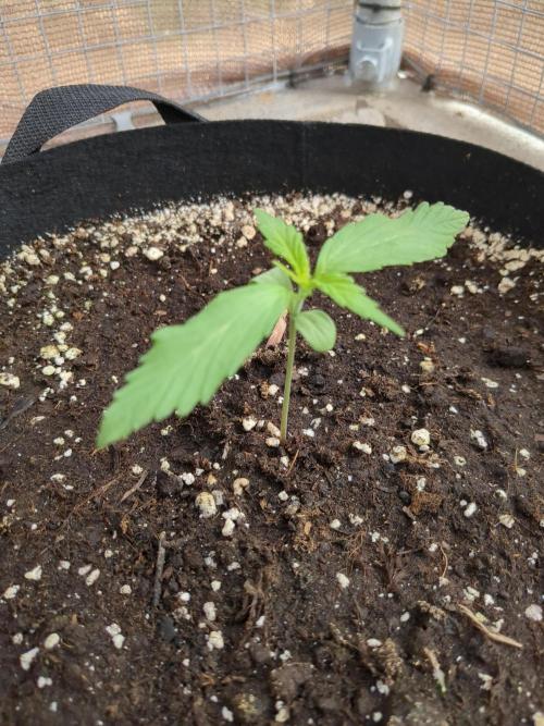 Jack Herer Auto. Week 2