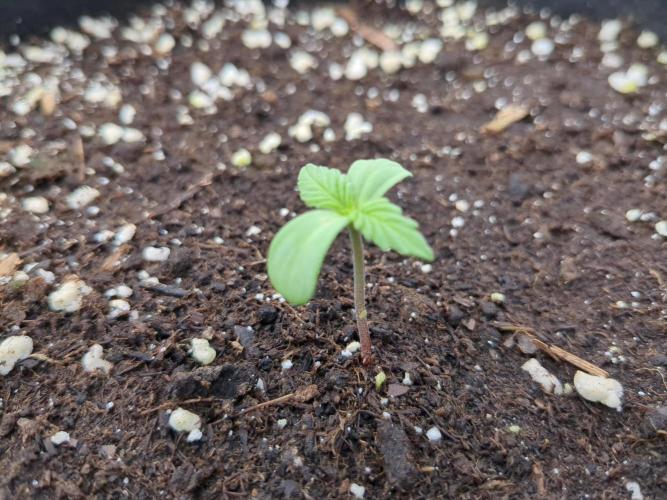 Afghan Kush Auto. Week 0