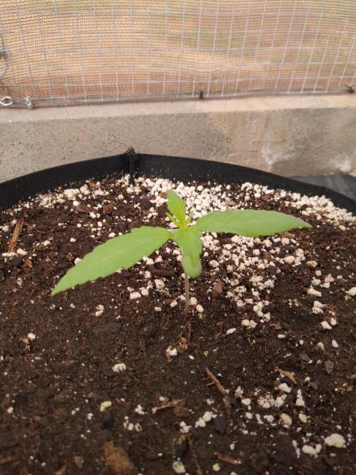 Californian Snow Auto. Week 2