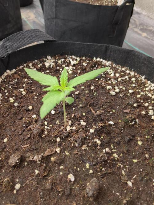 Californian Snow Auto. Week 2