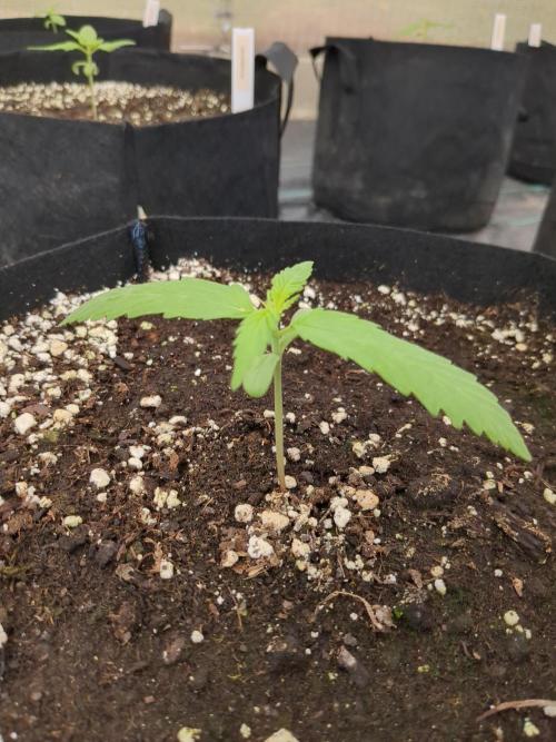 Californian Snow Auto. Week 2