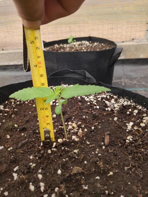 Cinderella Auto. Week 2