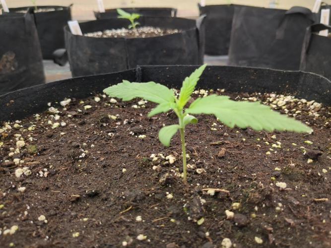 Cinderella Auto. Week 2