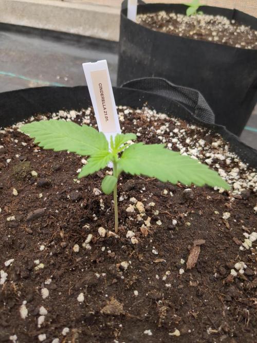 Cinderella Auto. Week 2