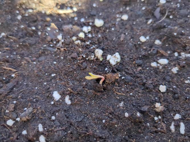 Tropicana Cookies Auto. Week 0