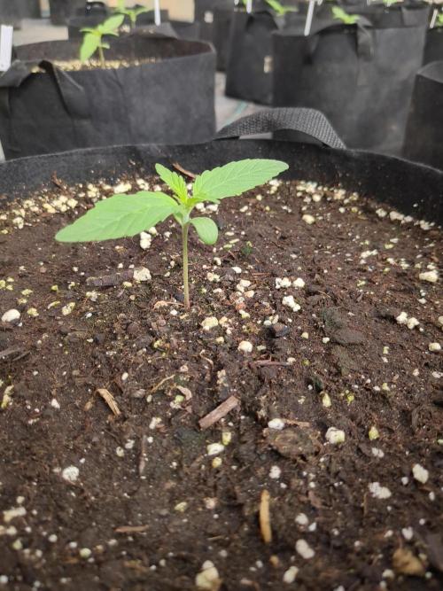 Tropicana Cookies Auto. Week 1