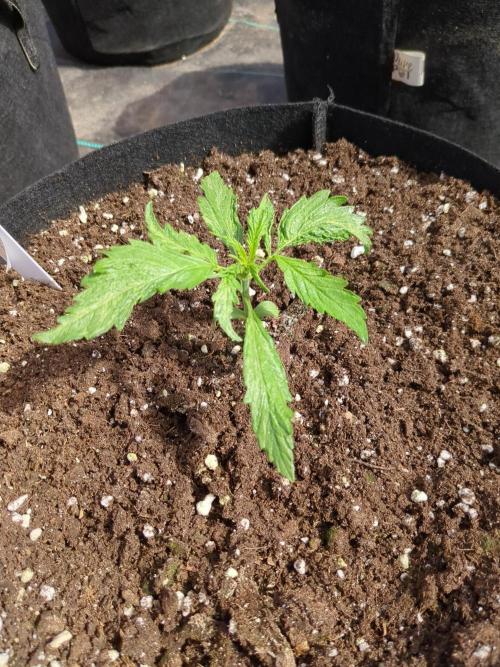 Jack Herer Auto. Week 3