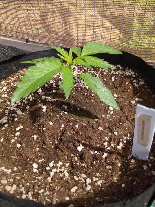 Jack Herer Auto. Week 3