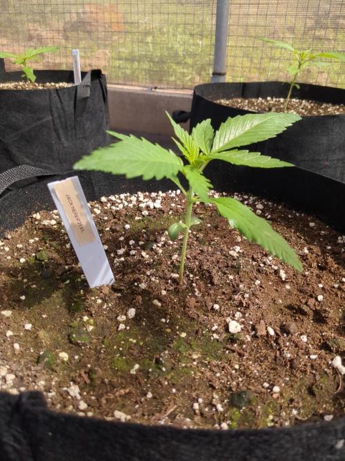 Jack Herer Auto. Week 3