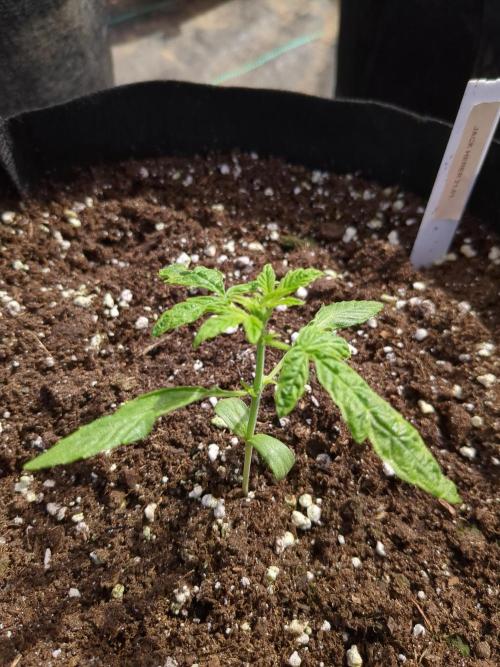 Jack Herer Auto. Week 3