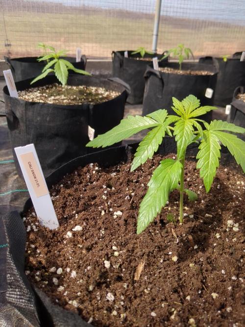 Californian Snow Auto. Week 3