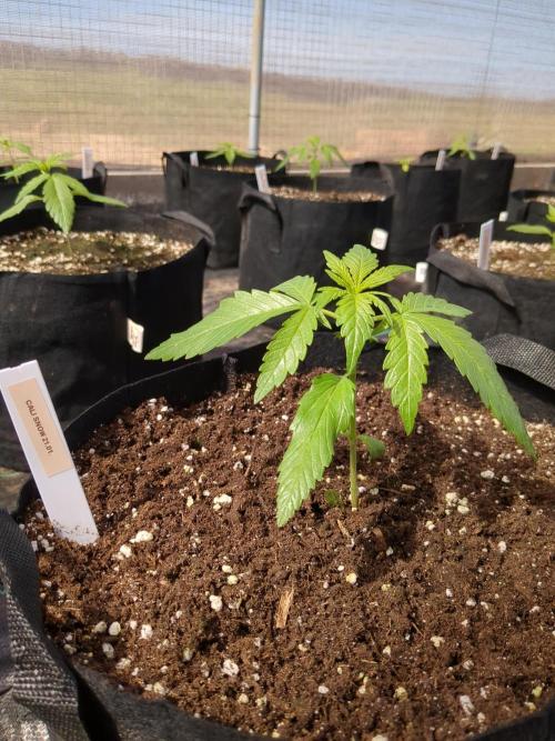 Californian Snow Auto. Week 3