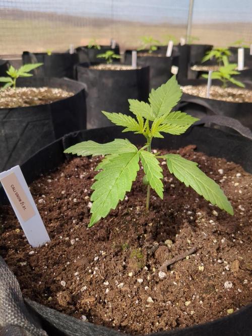 Californian Snow Auto. Week 3