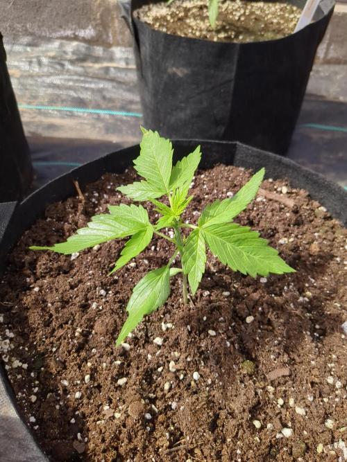 Californian Snow Auto. Week 3