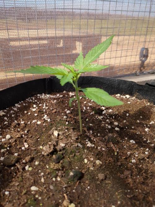 Tropicana Cookies Auto. Week 3