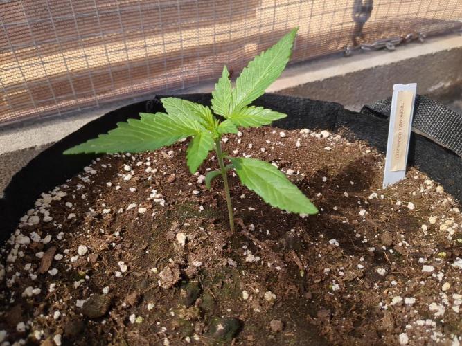 Tropicana Cookies Auto. Week 3
