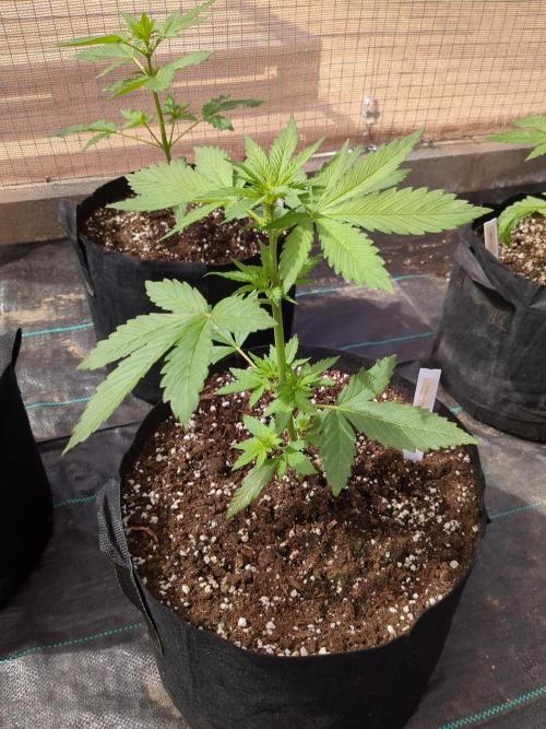 Tropicana Cookies Auto. Week 5