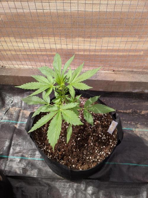 Tropicana Cookies Auto. Week 5
