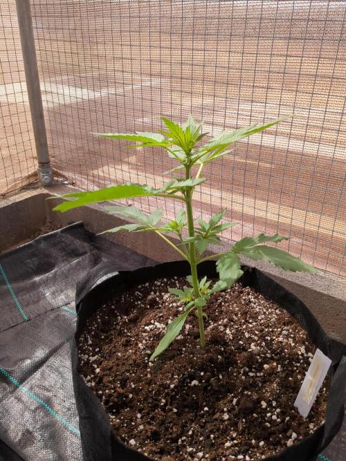 Tropicana Cookies Auto. Week 5