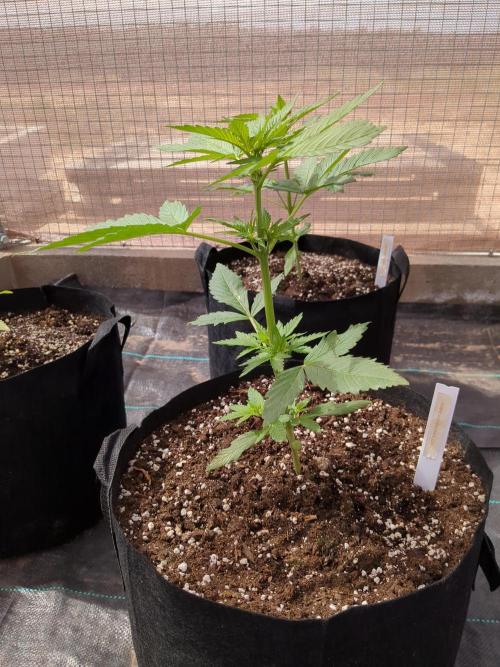 Tropicana Cookies Auto. Week 5