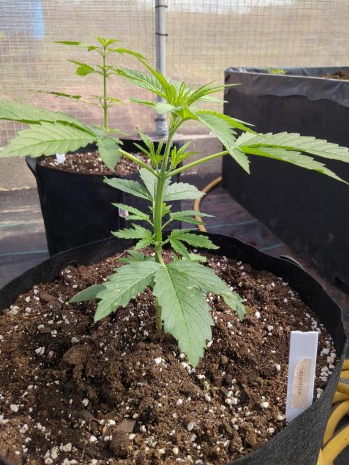 Gelato Auto. Week 5