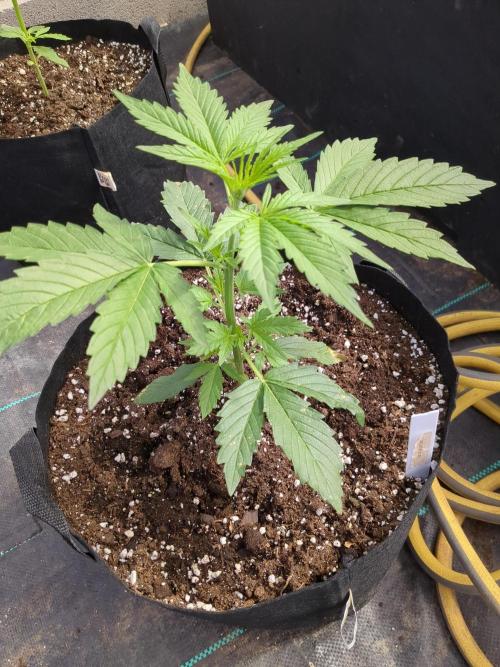 Gelato Auto. Week 5