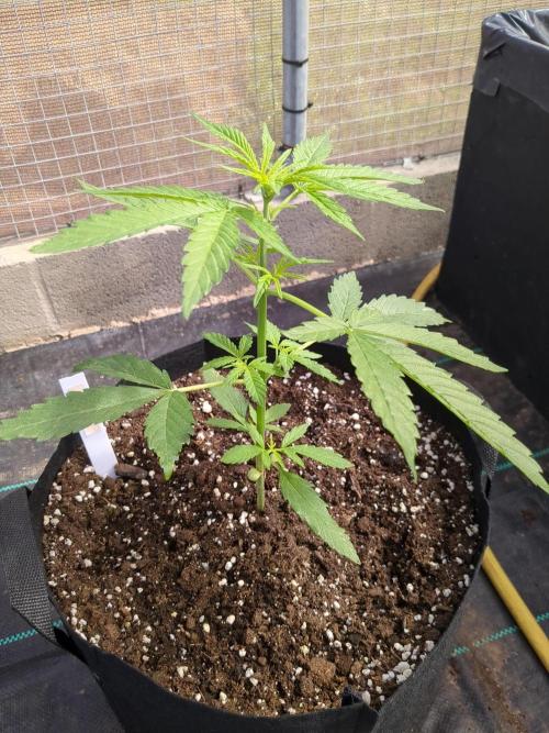 Gelato Auto. Week 5