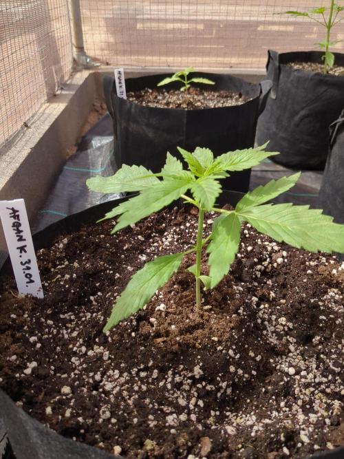 Afghan Kush Auto. Week 3