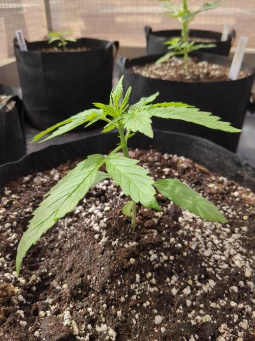 Afghan Kush Auto. Week 3