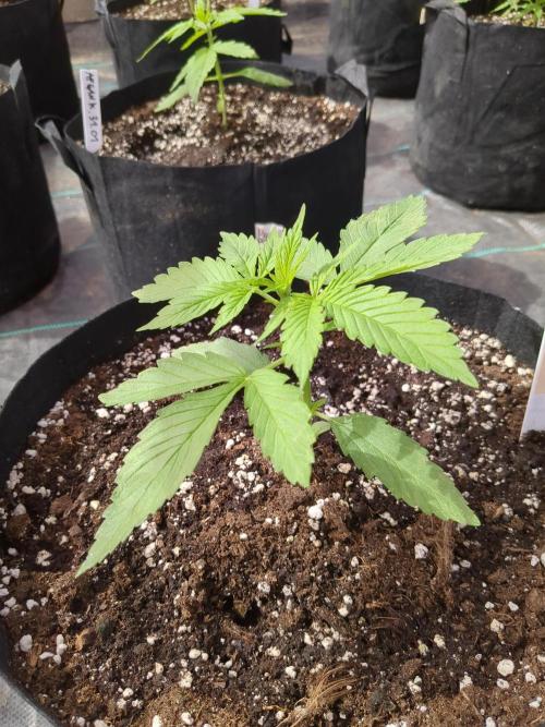 Afghan Kush Auto. Week 3