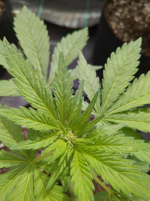 Tropicana Cookies Auto. Week 5