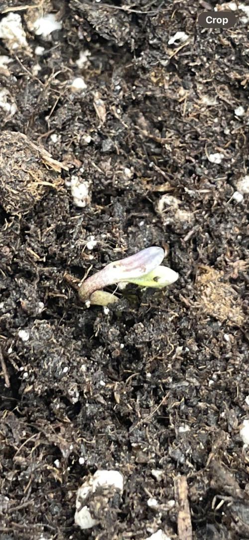 Lemon Haze Auto - First Grow. Week 0