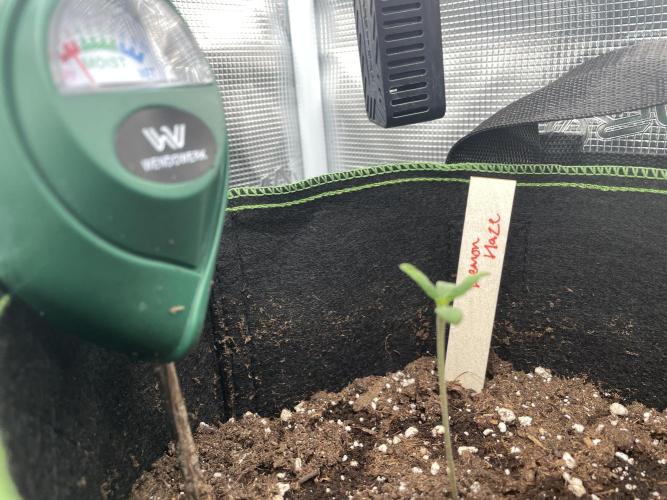 Lemon Haze Auto - First Grow. Week 1