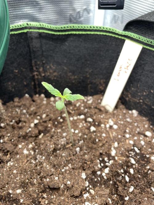 Lemon Haze Auto - First Grow. Week 1