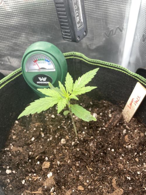 Lemon Haze Auto - First Grow. Week 2 - LH 1