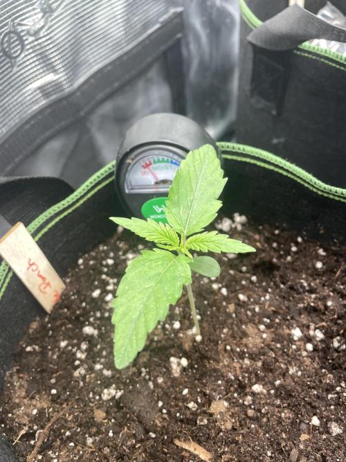 Lemon Haze Auto - First Grow. Week 2 - LH 2