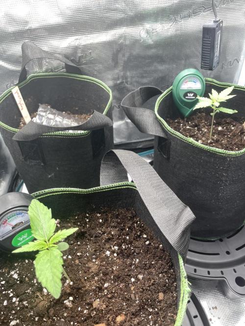 Lemon Haze Auto - First Grow. Week 2 - Both