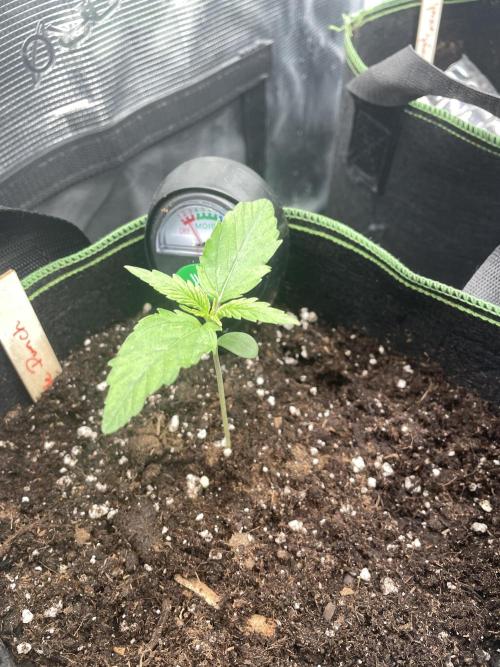 Lemon Haze Auto - First Grow. Week 2 - LH 2