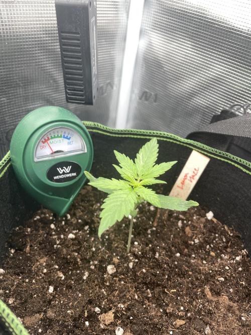 Lemon Haze Auto - First Grow. Week 2 - LH 1