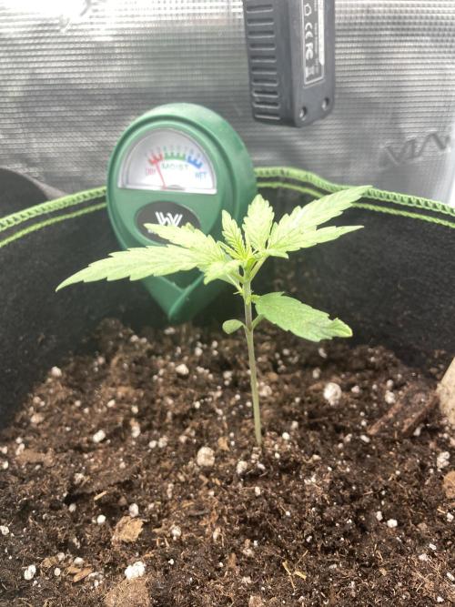 Lemon Haze Auto - First Grow. Week 2 - LH 1