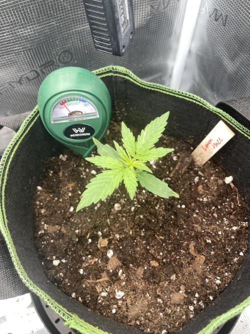 Lemon Haze Auto - First Grow. Week 2 - LH 1
